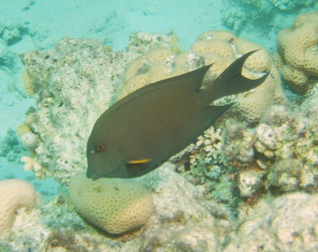 Ctenochaetus striatus (Pesce chirurgo striato)